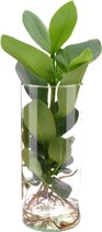 Plantenboetiek.nl | Clusia in Cylinder Glas - Kamerplant - Hoogte 30cm - Potmaat 12cm