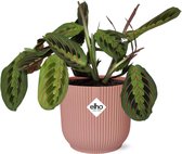 Plantenboetiek.nl | Maranta Leuconeura ‘Fascinator’ Tricolor in ELHO Vibes Fold roze - Kamerplant - Hoogte 20cm - Potmaat 14cm