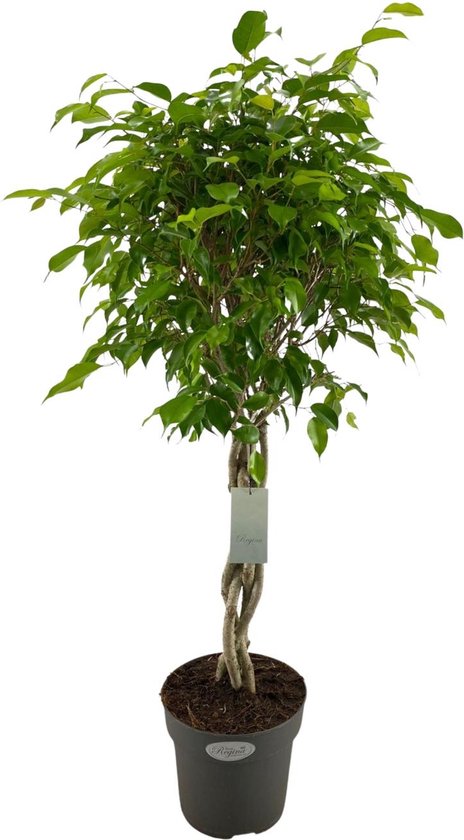 Ficus benjamina
