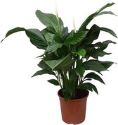 Plantenboetiek.nl | Spathiphyllum Sweet Silvana - Kamerplant - Hoogte 80cm - Potmaat 24cm