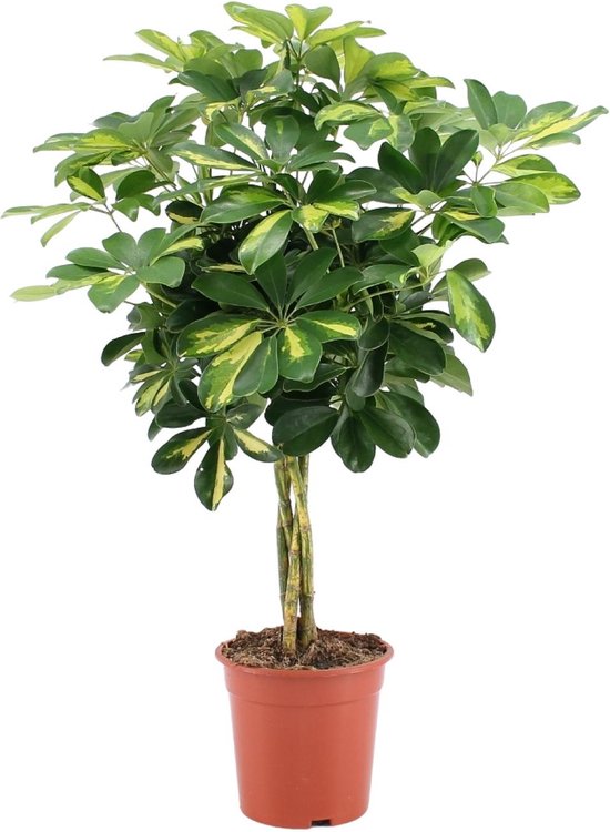 Plantenboetiek.nl | Schefflera Arboricola Gold Capella - Ø19cm - 65-75cm hoog - Kamerplant - Groenblijvend