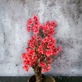 Seta Fiori - Arbre à fleurs artificielles - Nieuwe Fluffy - rose foncé - 75cm