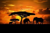 Schilderij - Olifanten familie bij zonsondergang, premium print, 3 maten ,Oranje zwart
