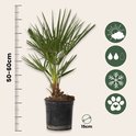 Een Chamaerops Humilis in een zwarte pot met maateenheden '50-60cm' en '15cm' en pictogrammen.