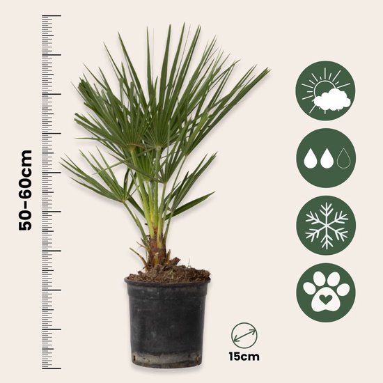 Een Chamaerops Humilis in een zwarte pot met maateenheden '50-60cm' en '15cm' en pictogrammen.