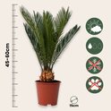 Cycas Revoluta van 45-60cm hoog in een bruine pot, met symbolen voor zon, water, vorstvrij en niet giftig.