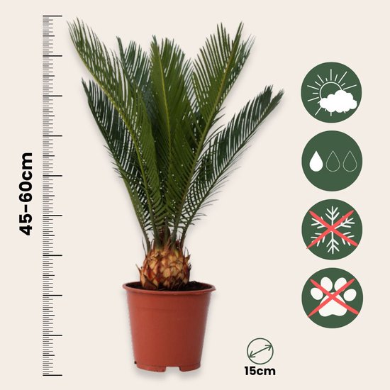 Cycas Revoluta van 45-60cm hoog in een bruine pot, met symbolen voor zon, water, vorstvrij en niet giftig.