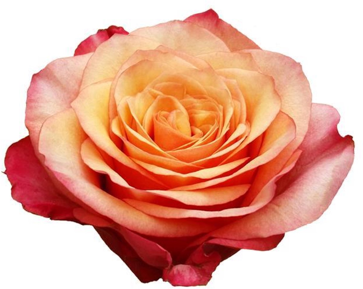 20x Rosa bogart 60cm