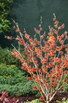 Plants Online - Tuinplanten - Heesters - Set van 1 - Hamamelis intermedia 'Jelena' C12 80-100 cm