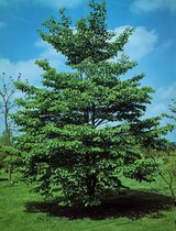 Plants Online - Tuinplanten - Heesters - Set van 1 - Cornus controversa C12 100-125 cm