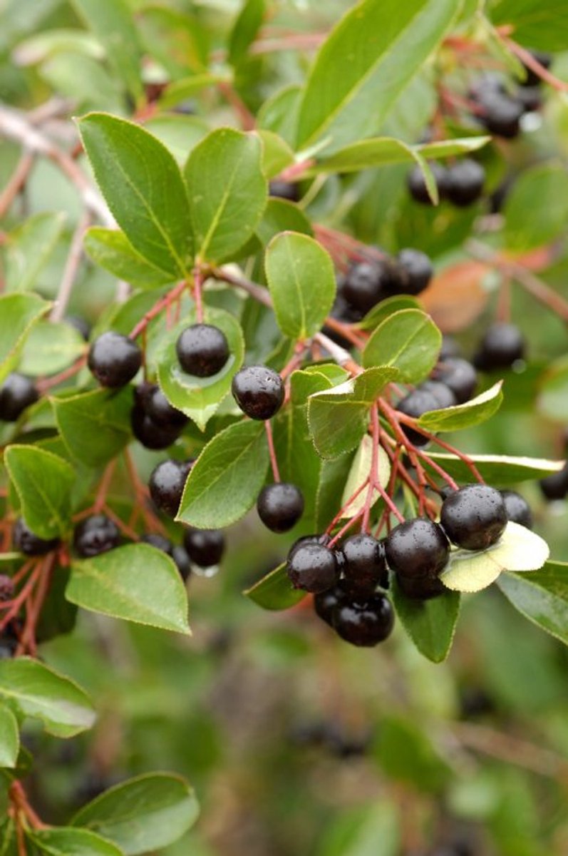 Plants Online - Tuinplanten - Heesters - Set van 1 - Aronia melanocarpa - 3 liter pot - Plant 50-60 cm