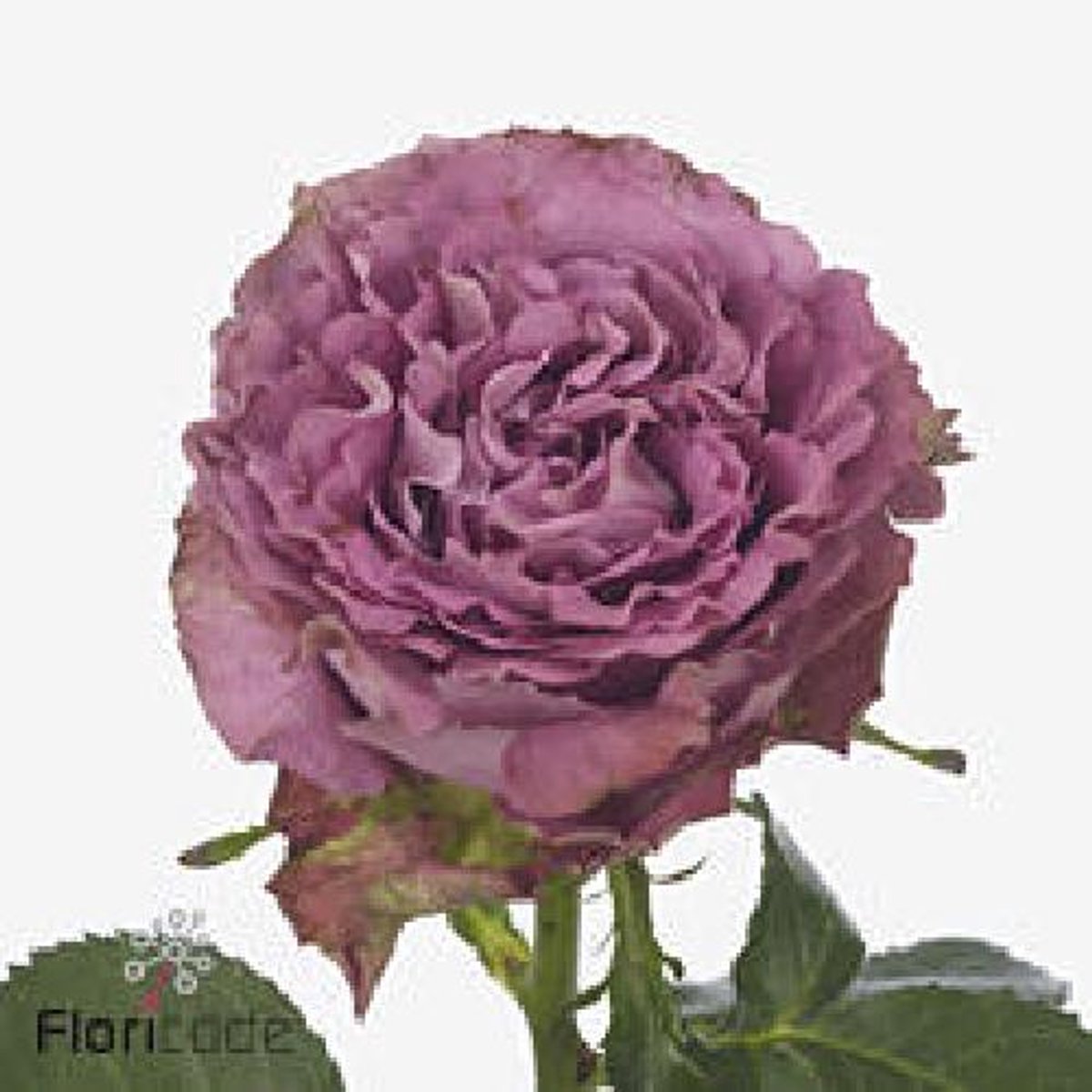 10x Rosa blue lagoon 40cm