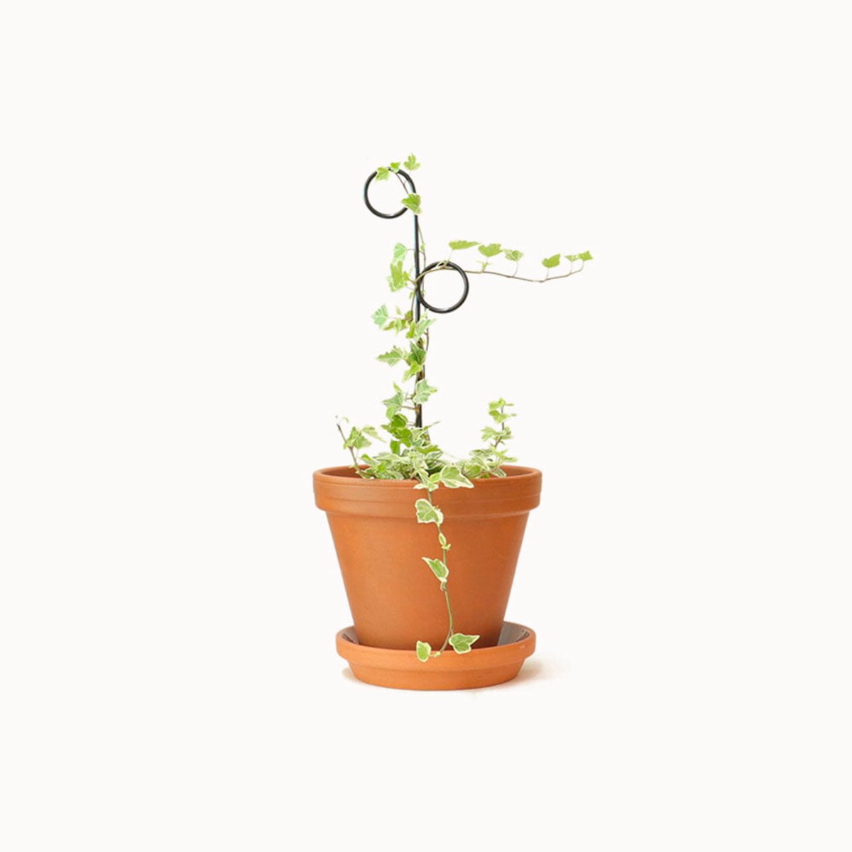Kleine Plantensteun Perch Zwart - Mini Plant Stake Hoop Black - 34 cm hoog Plantensteun - Gerecycled aluminium
