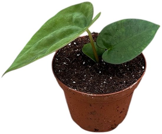 Anthurium Papillilaminum X Dressleri Kamerplant Potmaat Ø9 cm |Vers Van De Kweker