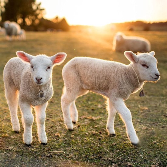 Twee lammetjes met een bel om de nek in de zon.