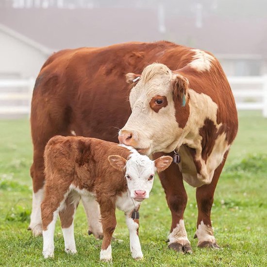 Een bruin-witte koe met een kalfje, beide met een bel.