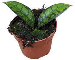 Hoya Black Cat Kamerplant Potmaat Ø10,5 cm |Vers Van De Kweker