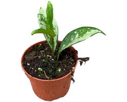 Hoya Silver Moon Kamerplant Potmaat Ø10,5 cm |Vers Van De Kweker
