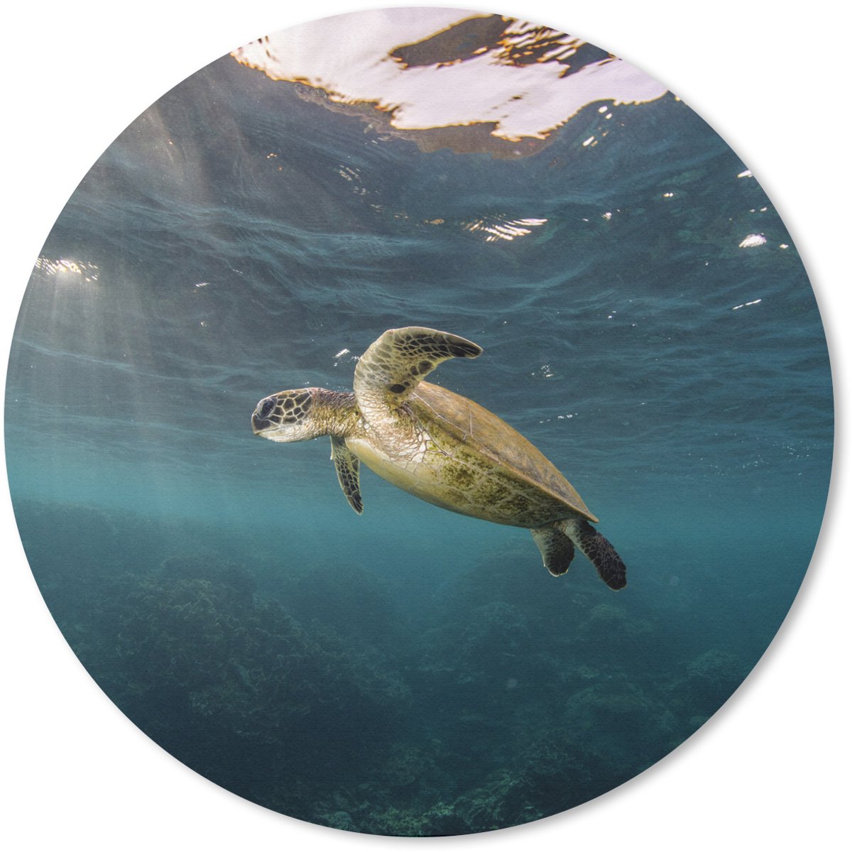 Muismat rond 50x50 cm - Mousepad Schildpad in helder water - Ronde muismatten