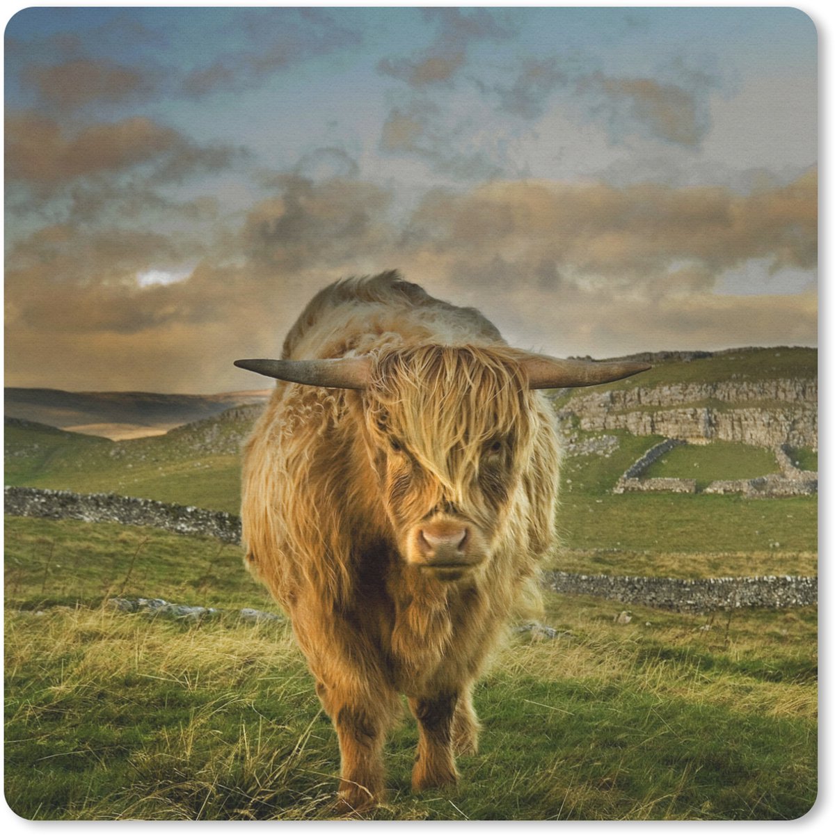 Muismat 20x20 cm - Mousepad Schotse Hooglander - Gras - Berg - Muismatten