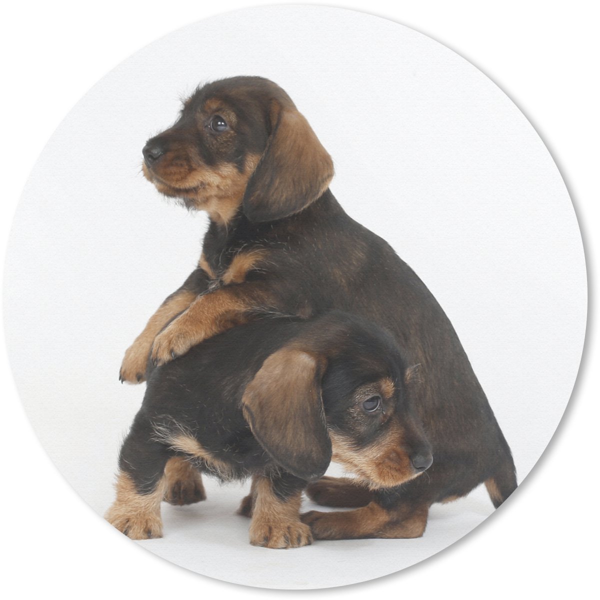 Muismat rond 20x20 cm - Mousepad Studio foto van twee lieve Teckels - Ronde muismatten