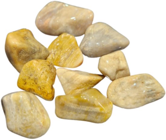 Corail pétrifié pierres roulées 100 gr. (mt3)