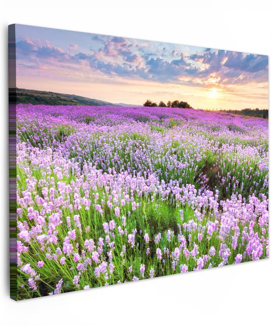 Een uitgestrekt lavendelveld onder een paarse zonsondergang met een blauwe lucht met wolken.