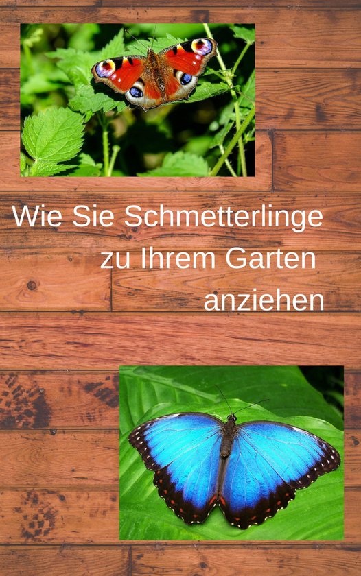 Wie Sie Schmetterlinge zu Ihrem Garten anziehen - cover
