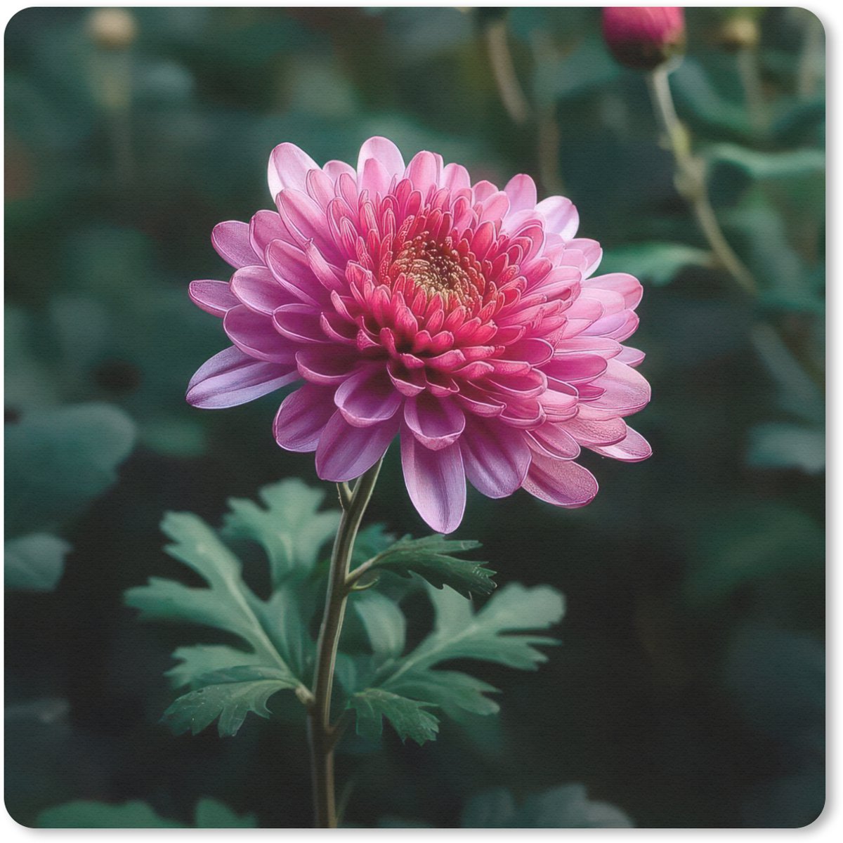 Muismat 20x20 cm - Mousepad Blad - Chrysant - Roze - Schaduw - Muismatten