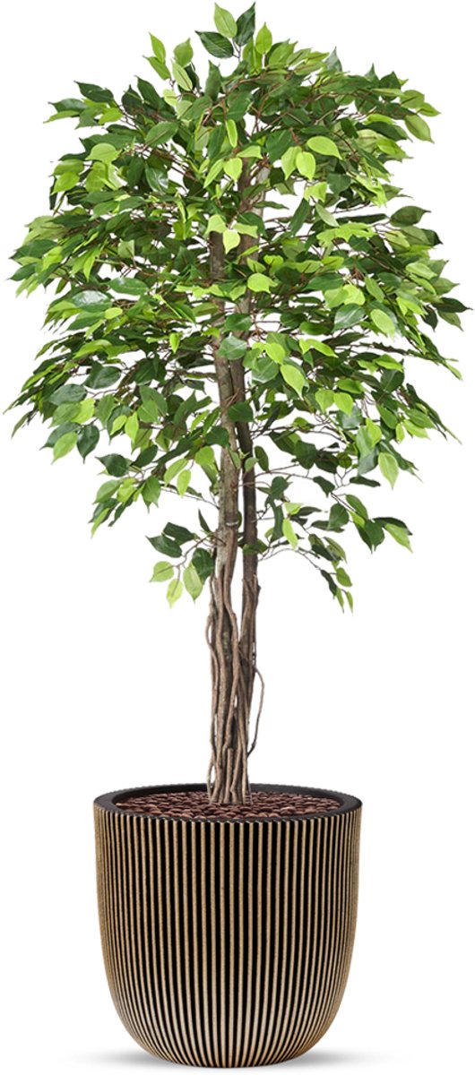 HTT Decorations Kunstplant Ficus groen in planter ball Groove goud H200 cm