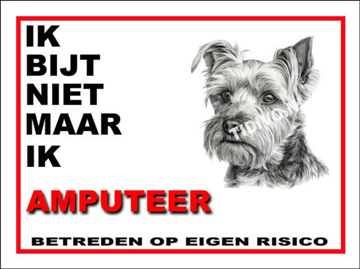 Biewer Terrier 5
