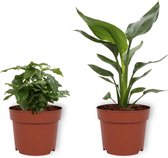 Set van 2 Kamerplanten - Coffea Arabica & Strelitzia Reginae - ±  30cm hoog - 12cm diameter