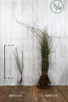 25 stuks | Hondsroos Blote wortel 40-60 cm - Bladverliezend - Bloeiende plant - Inbraakwerend - Populair bij vogels - Vruchtdragend