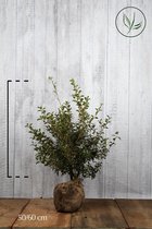 10 stuks | Schijnhulst 'burkwoodii' Kluit 50-60 cm - Bloeiende plant - Geschikt als lage haag - Geurend - Insectenlokkend - Wintergroen