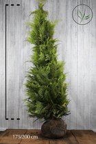 10 stuks | Gele Californische cipres Stardust Kluit 175-200 cm Extra kwaliteit | Standplaats: Halfschaduw/Volle zon | Latijnse naam: Chamaecyparis lawsoniana Stardust stevige plant