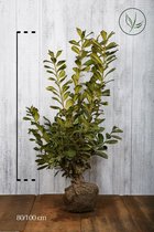 10 stuks | Laurier 'Novita' Kluit 80-100 cm - Bloeiende plant - Grootbladig - Snelle groeier - Vruchtdragend - Wintergroen