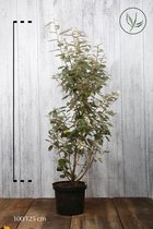 10 stuks | Olijfwilg, Zilverbes Pot 100-125 cm - Bloeiende plant - Geschikt voor tuinen aan zee - Grootbladig - Vruchtdragend - Wintergroen