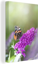 Papillon amiral sur un buisson de papillon violet 90x140 cm - Tirage photo sur toile (Décoration murale salon / chambre) / Animaux sauvages Peintures sur toile