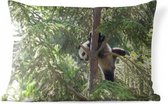 Buitenkussens - Tuin - Jonge panda boven in een boom - 60x40 cm