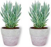 2x Kamerplant Senecio Curio Mount Everest - ± 25cm hoog – 12 cm diameter - in lila betonnen pot