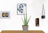 Kamerplant Aloë Vera - ↕ ± 30cm - Ø  12cm - in zilverkleurige pot