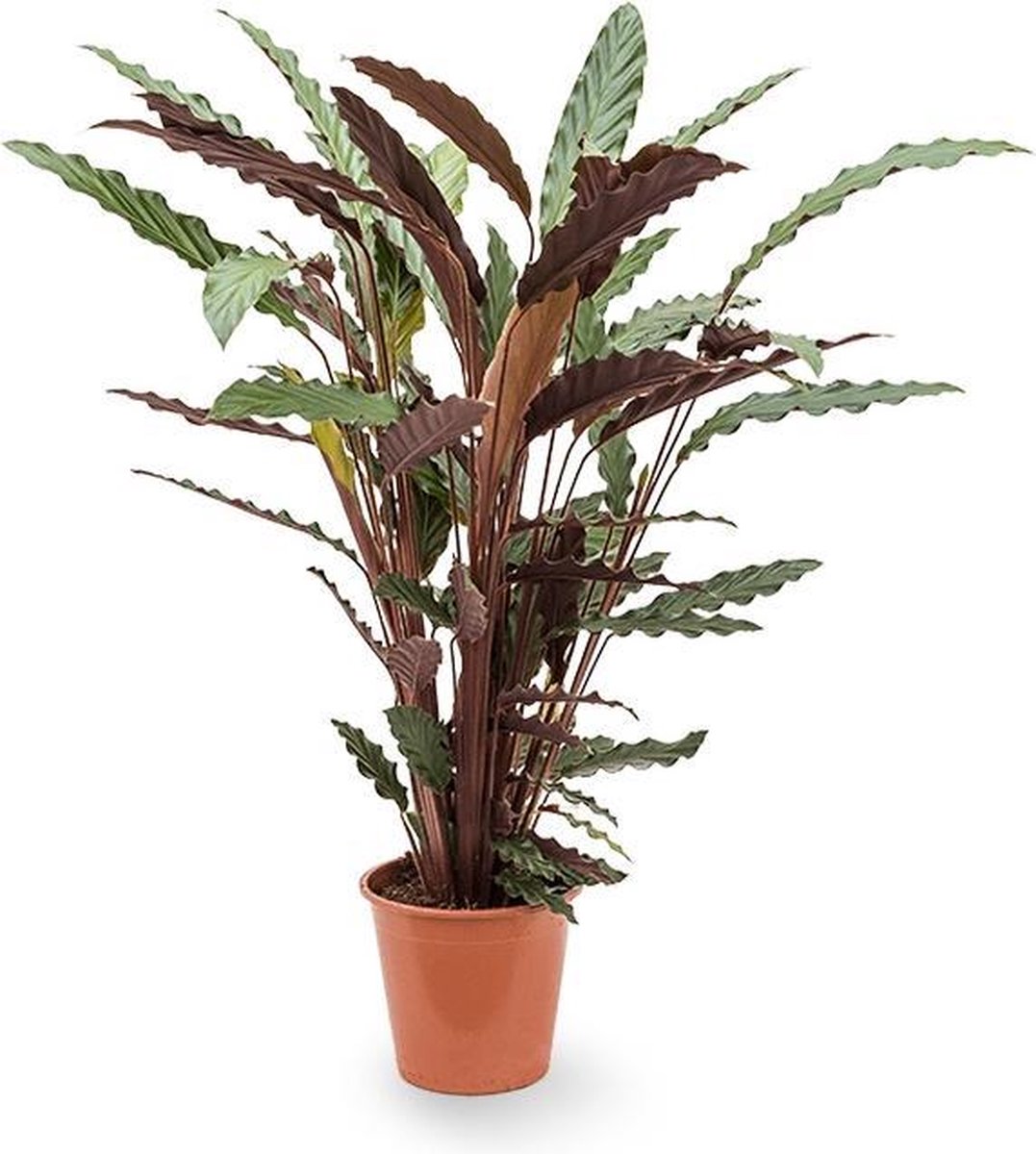 bol.com | Calathea Rufibarba