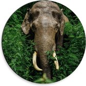 Dibond Wandcirkel - Olifant vanuit Struiken - 30x30cm Foto op Aluminium Wandcirkel (met ophangsysteem)