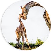 Forex Wandcirkel - Knuffelende Giraffen  - 90x90cm Foto op Wandcirkel (met ophangsysteem)