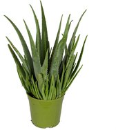 Aloe Vera XL – De genezende plant - Wondmiddel en te gebruiken als zonnebrand | Zeer luchtzuiverend | Weinig water nodig | Ø 21 cm – Hoogte 60 cm (waarvan +/- 40 cm plant en 20 cm pot) | Kame