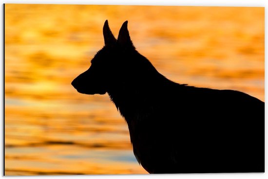 Dibond - Hond aan het Water tijdens Zonsondergang  - 60x40cm Foto op Aluminium (Wanddecoratie van metaal)