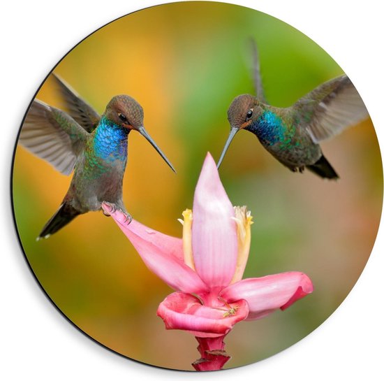 Dibond Wandcirkel - Vogels met Roze Bloem - 40x40cm Foto op Aluminium Wandcirkel (met ophangsysteem)