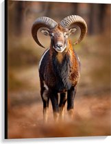 Canvas - Aankijkend Ram op Bospad - 75x100cm Foto op Canvas Schilderij (Wanddecoratie op Canvas)