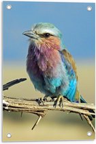Tuinposter – Regenboogkleurig Vogeltje op een Tak - 40x60cm Foto op Tuinposter  (wanddecoratie voor buiten en binnen)