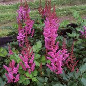 6x Spirea (Astilbe chinensis 'Vision Red') - P9 pot (9x9)